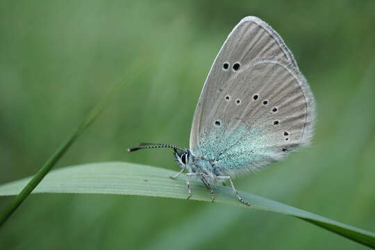 Image of Green-underside Blue