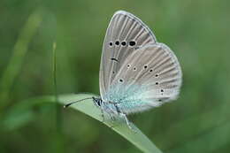 Image of Green-underside Blue