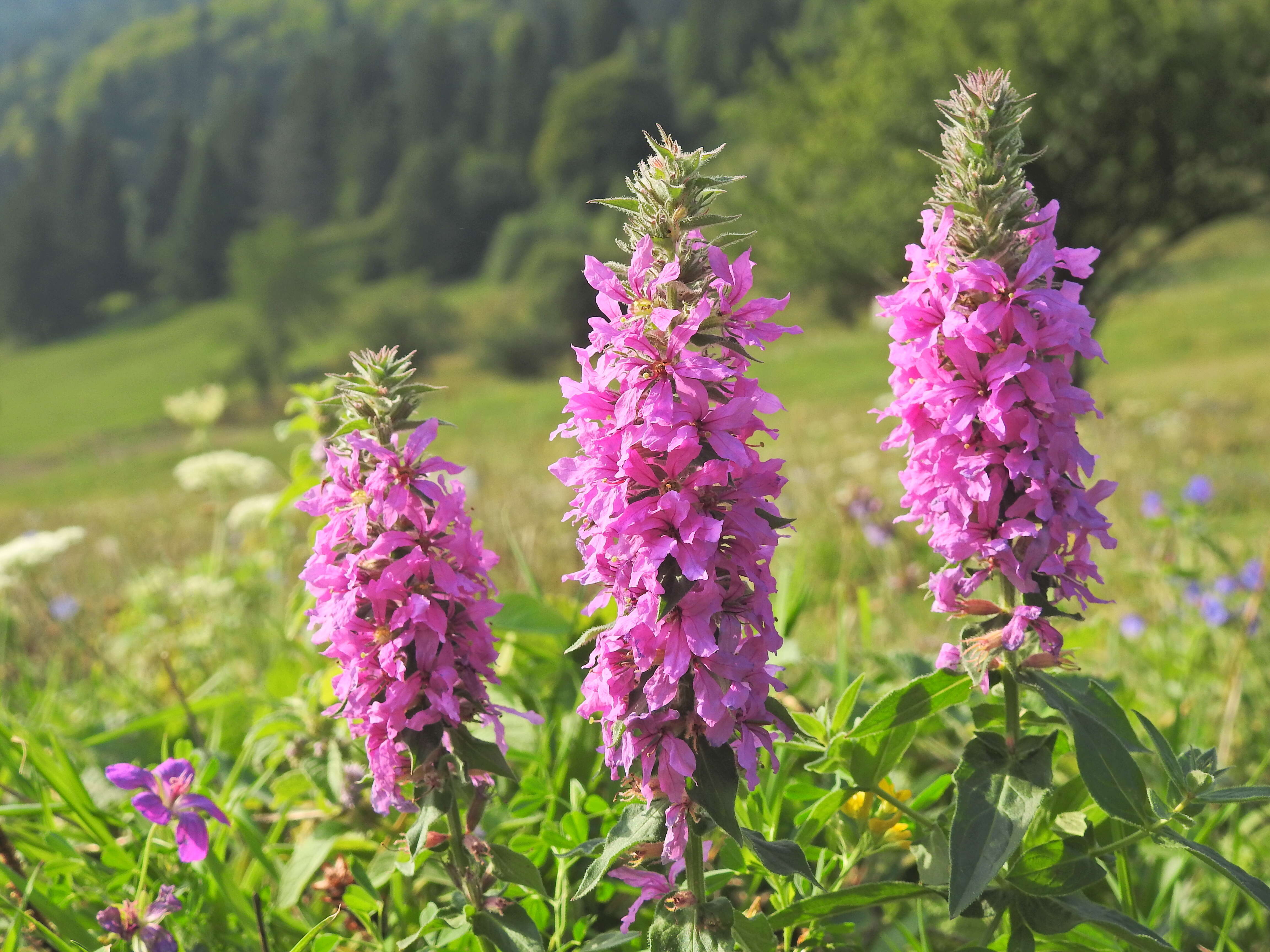 Image of Purple Loosestrife