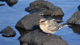 Image of Kerguelen Tern