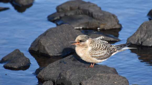 Image de Sterne de Kerguelen