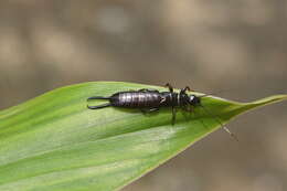 Image of earwigs