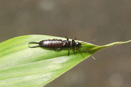 Image of earwigs