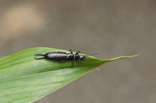 Image of earwigs