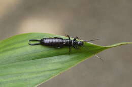 Image of black earwigs