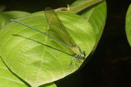 Image of Vestalis gracilis (Rambur 1842)