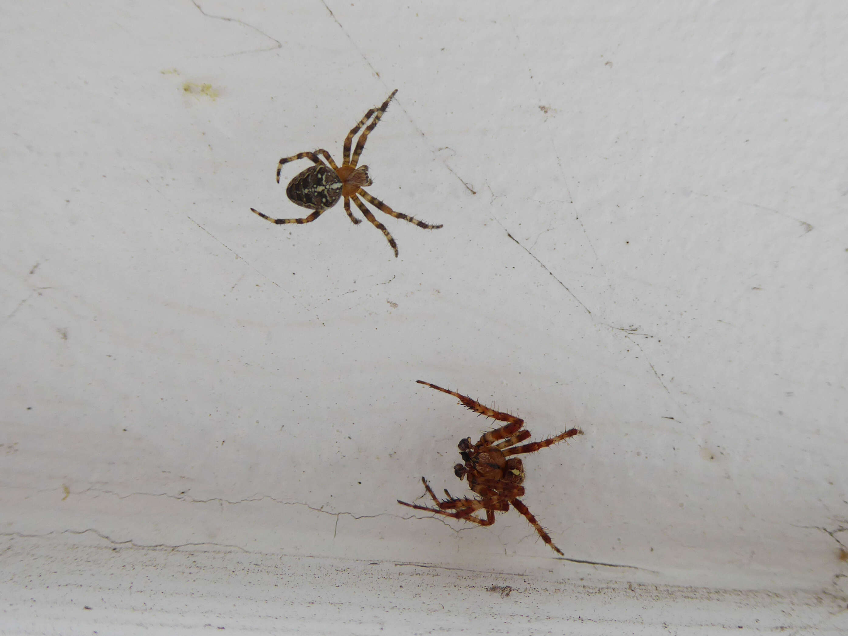 Image of Garden spider