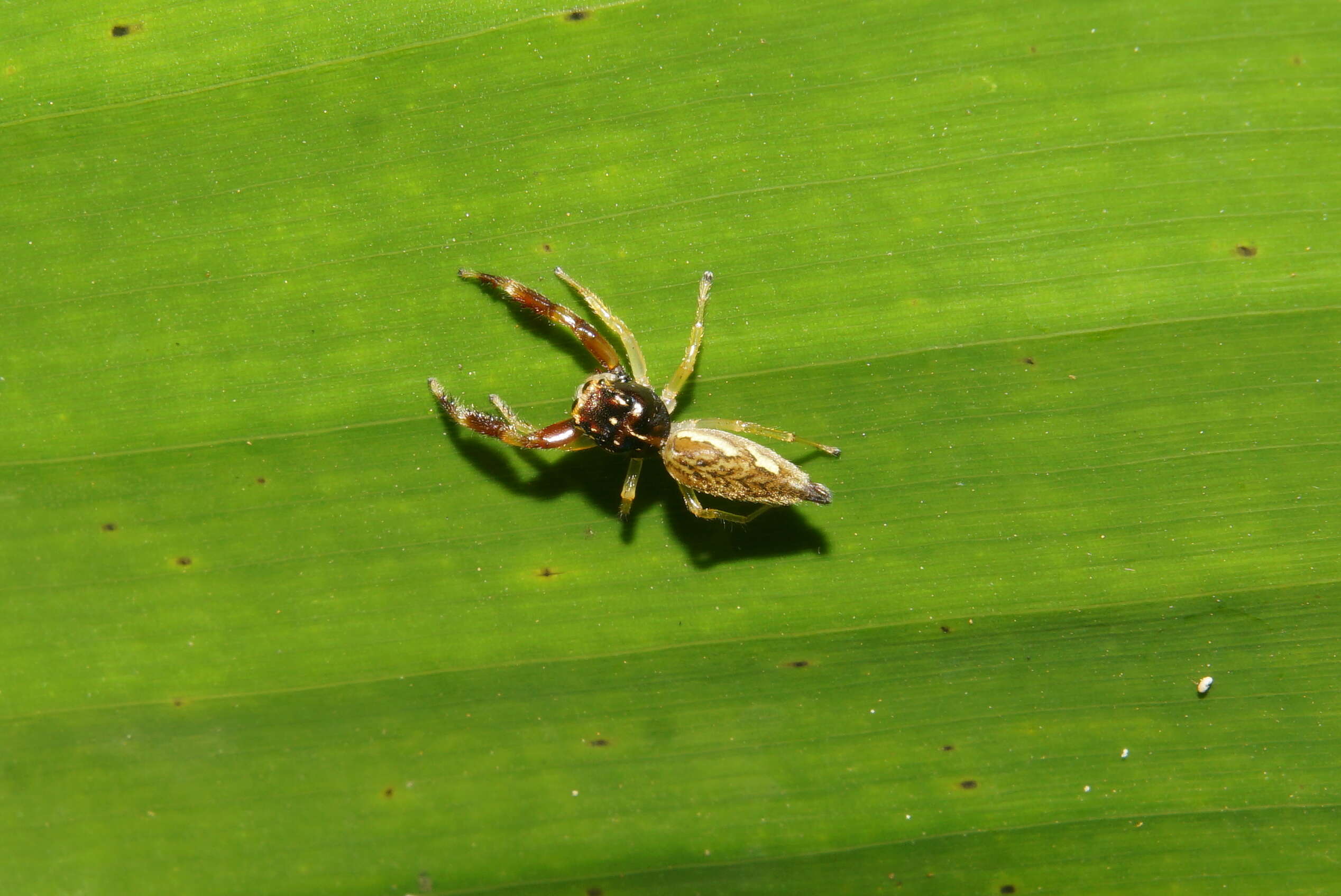 Image of Bavia kairali