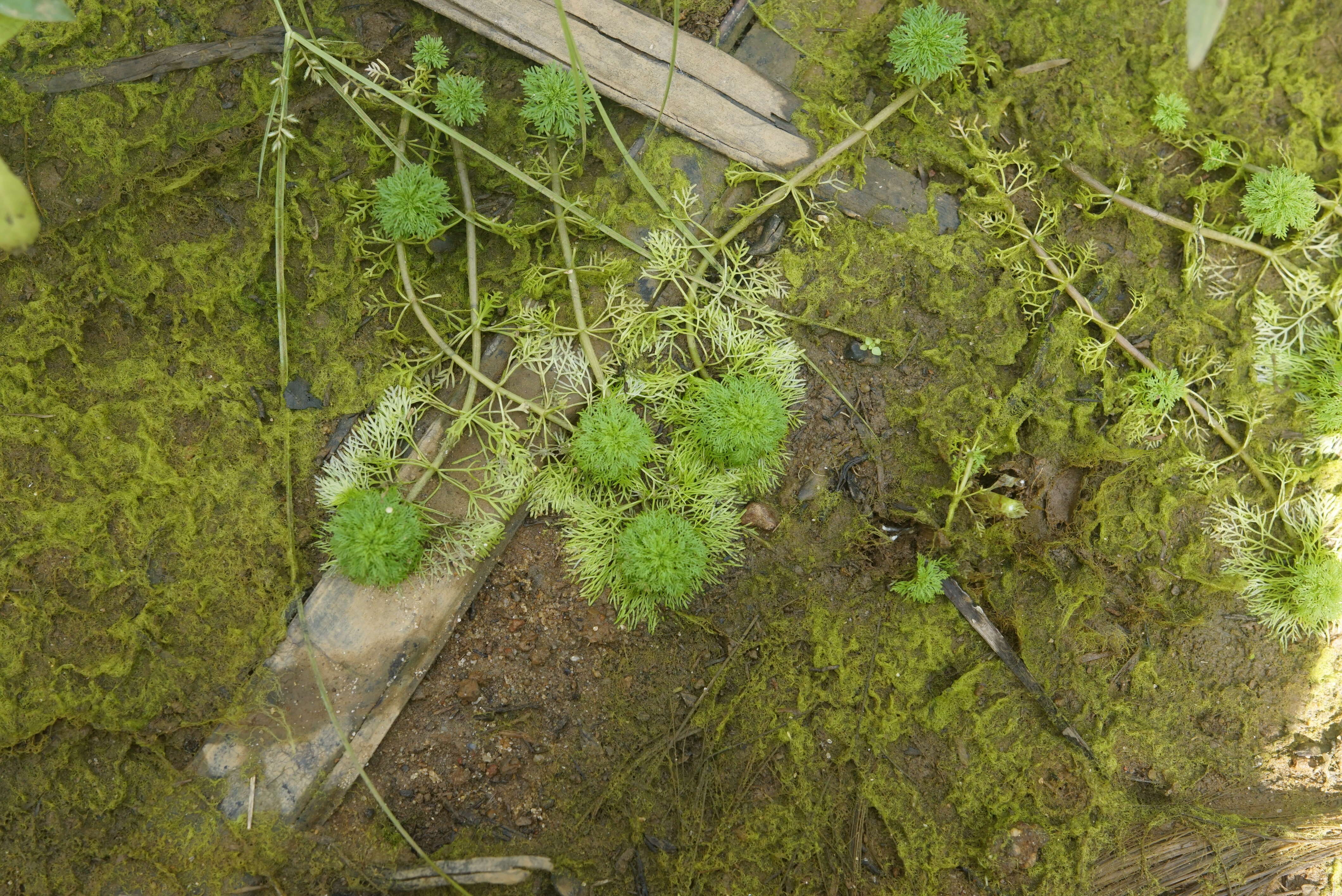 Image of Carolina fanwort