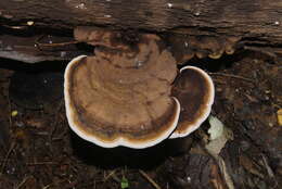 Ganoderma applanatum的圖片