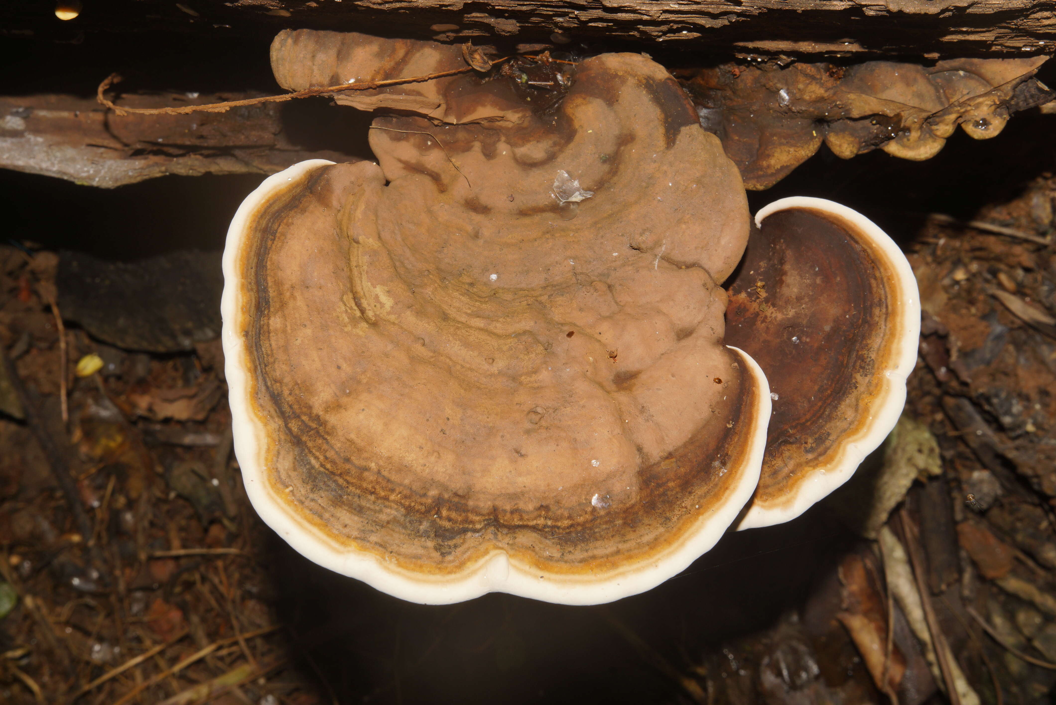 Image of Ganoderma applanatum