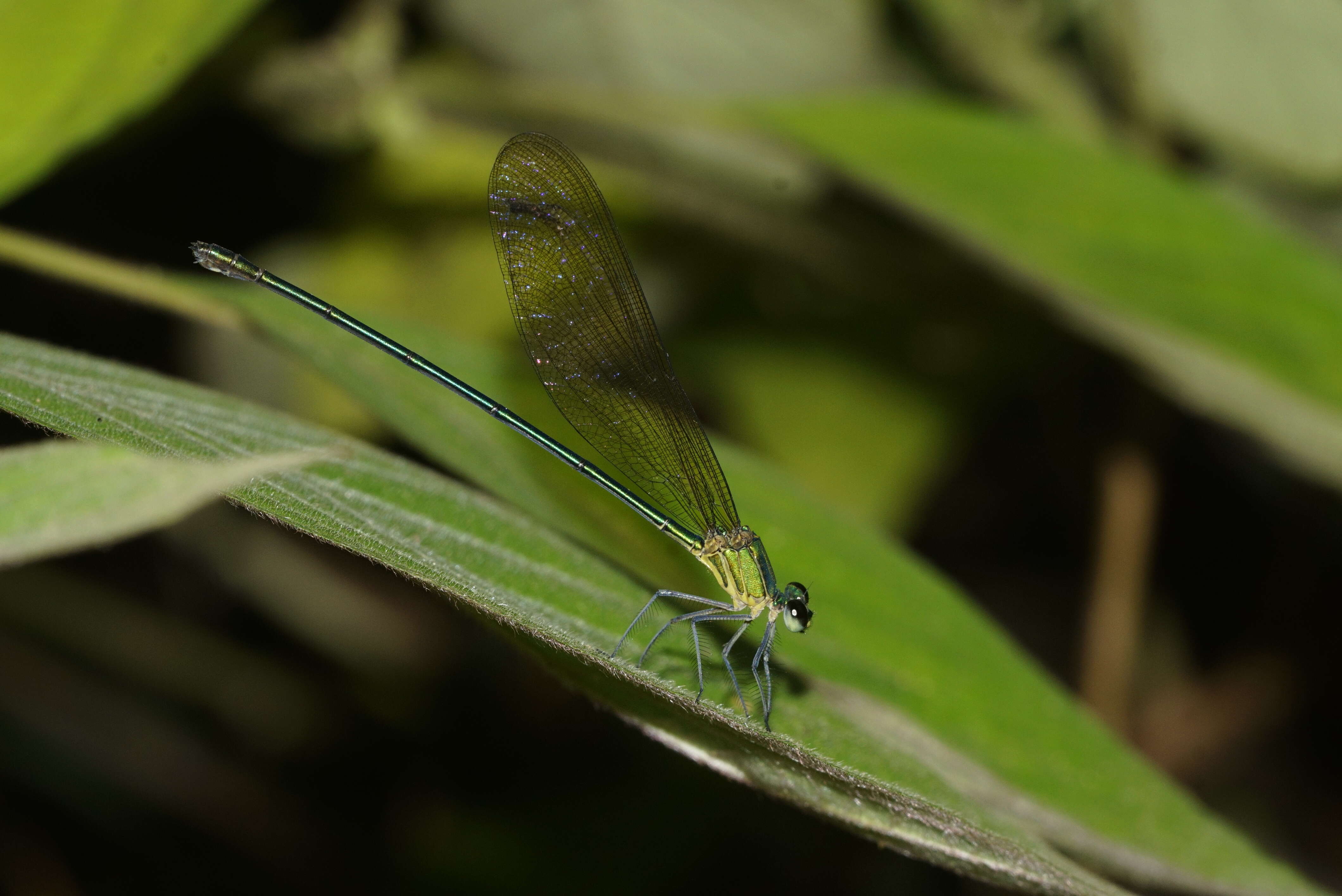 Image of Vestalis gracilis (Rambur 1842)