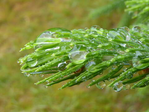 Picea brachytyla (Franch.) E. Pritz. resmi