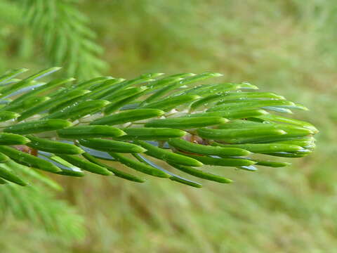 Picea brachytyla (Franch.) E. Pritz. resmi