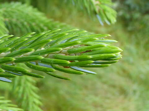 Picea brachytyla (Franch.) E. Pritz. resmi