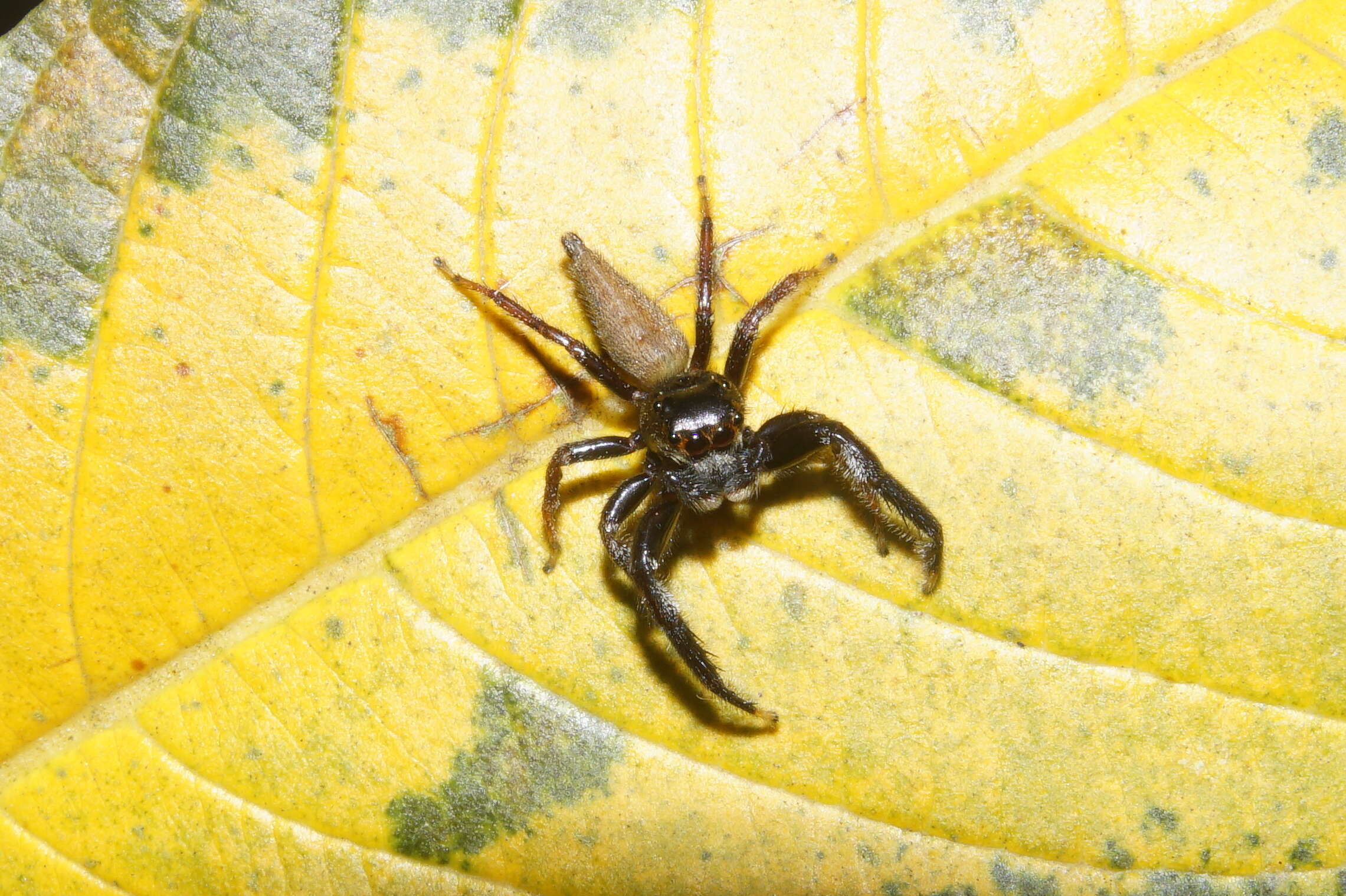 Image of Jumping spider