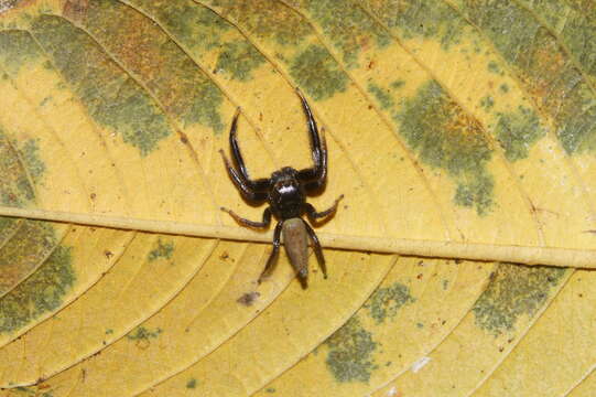 Image of Jumping spider