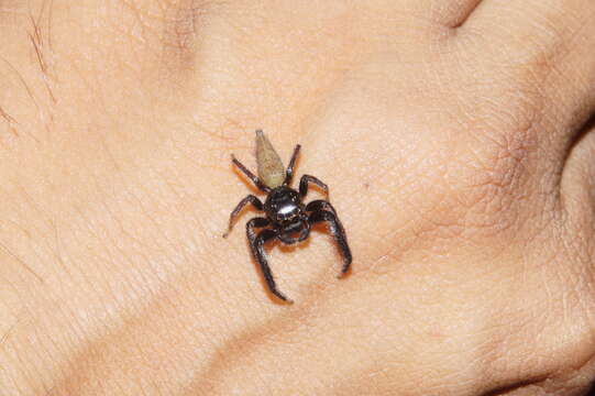 Image of Jumping spider