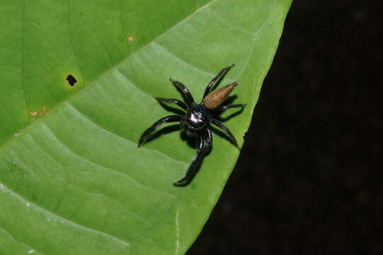 Image of Jumping spider