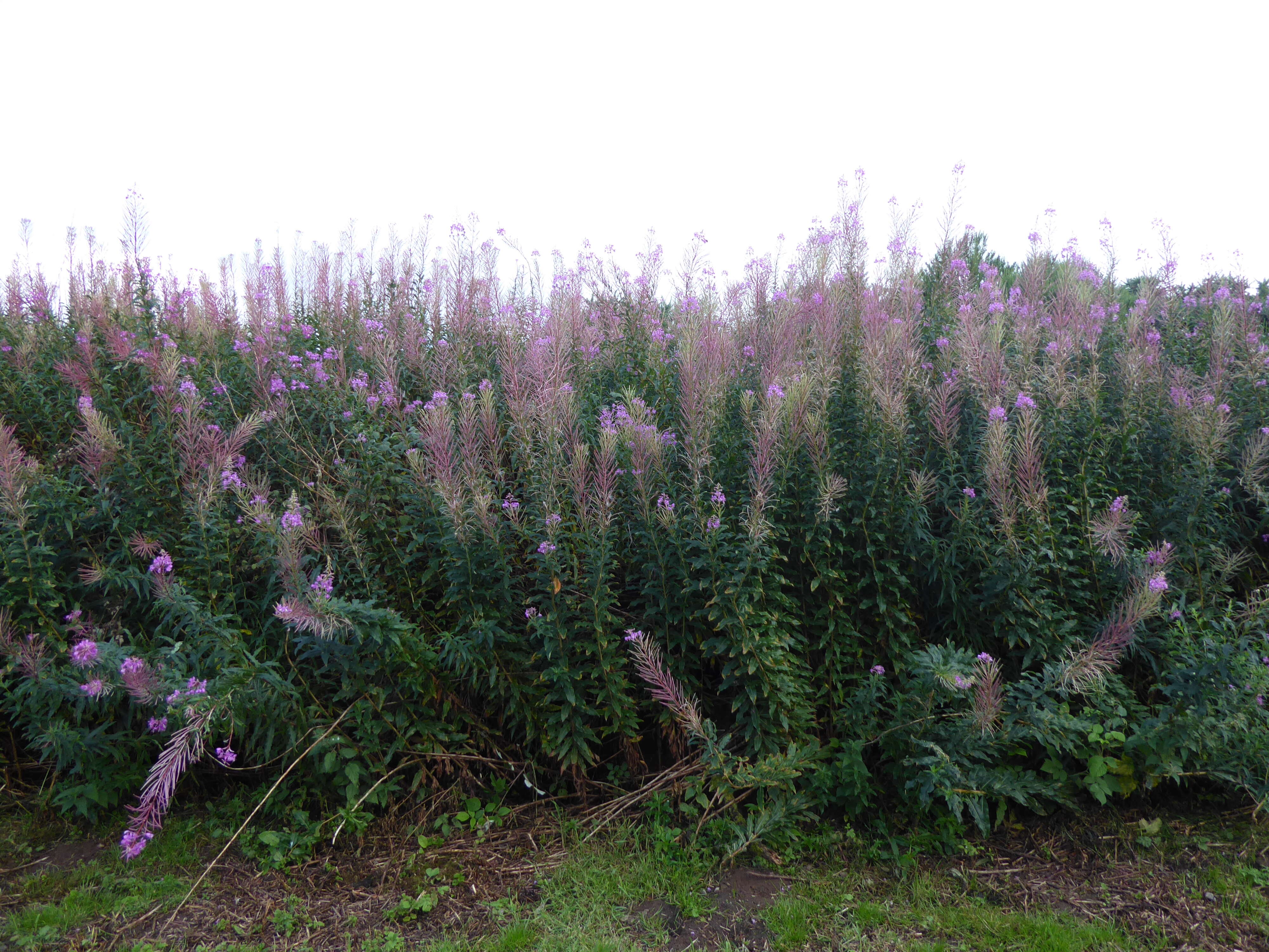 Image of Narrow-Leaf Fireweed