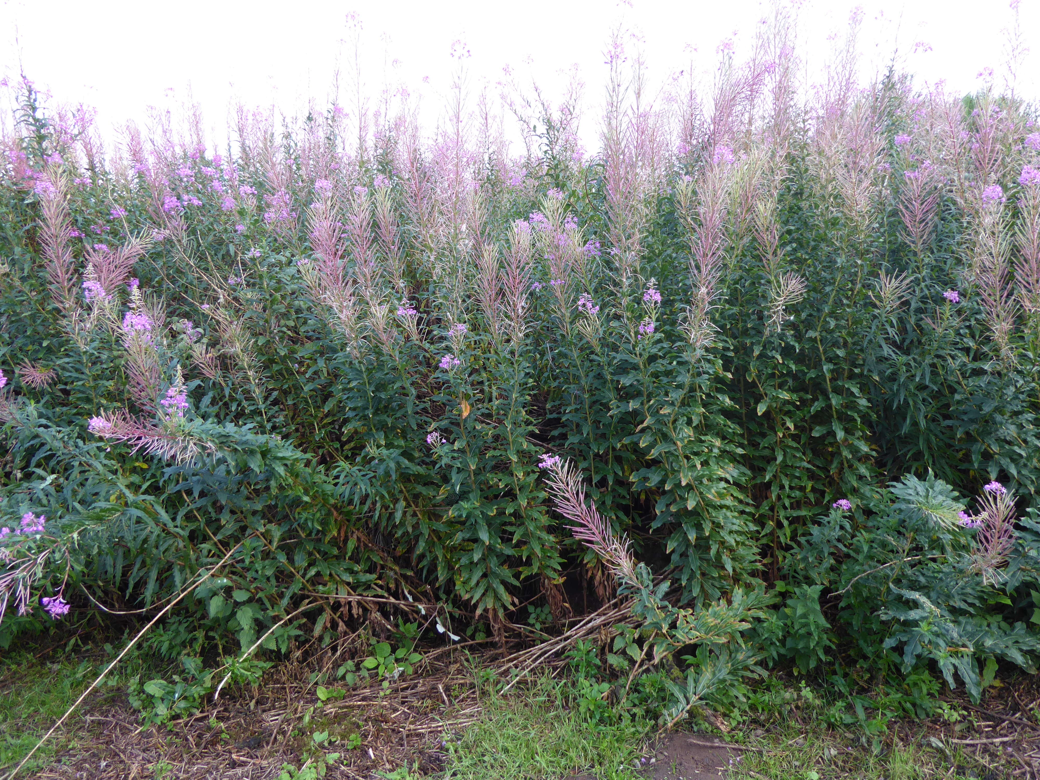 Image of Narrow-Leaf Fireweed