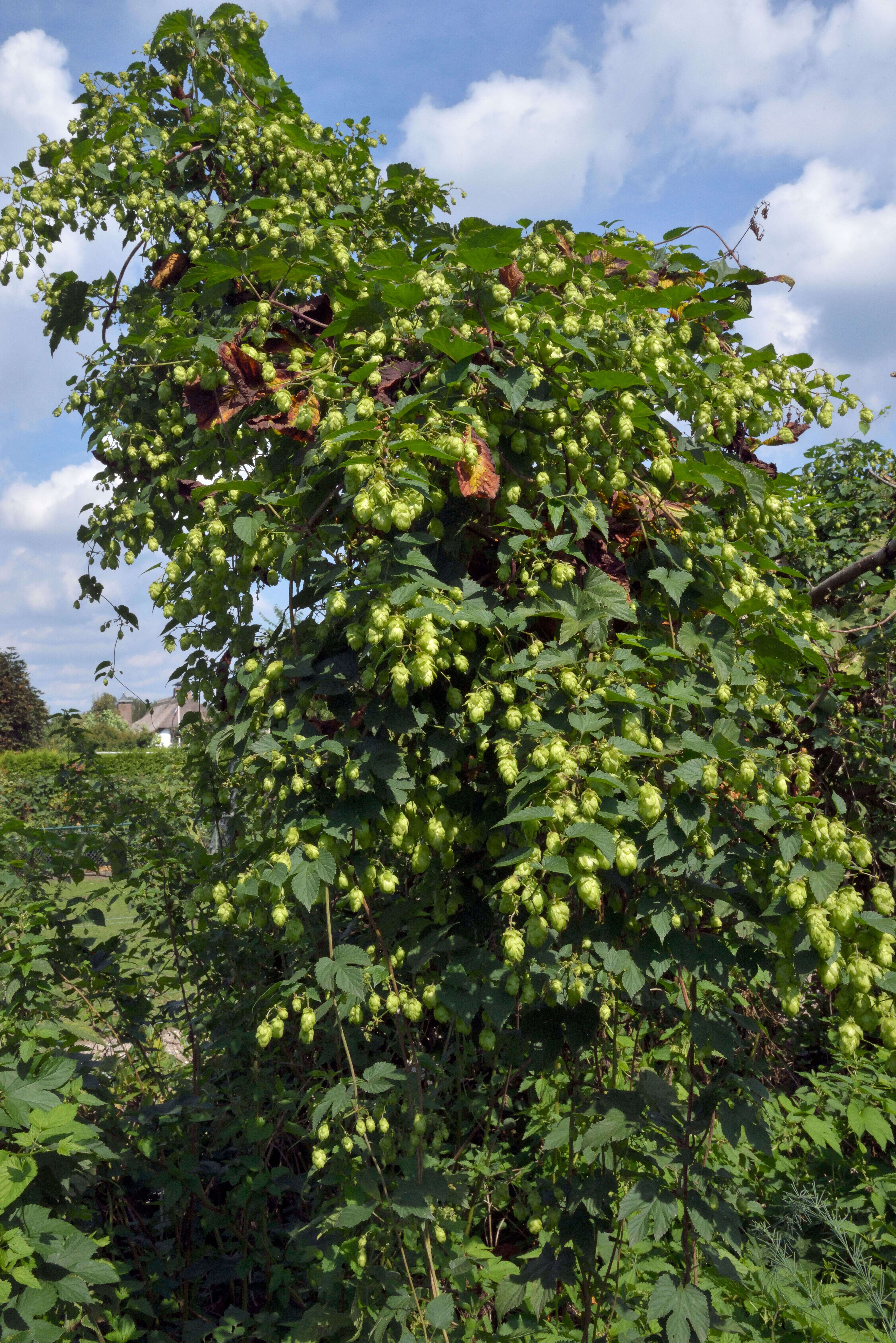 Image of common hop