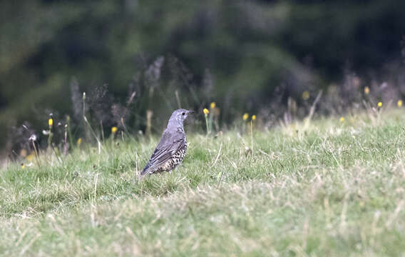 Image of Mistle Thrush