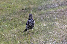 Image of Mistle Thrush