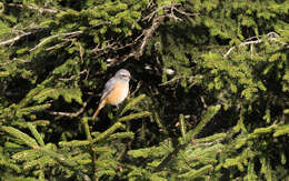 Image of Caucasian Spruce