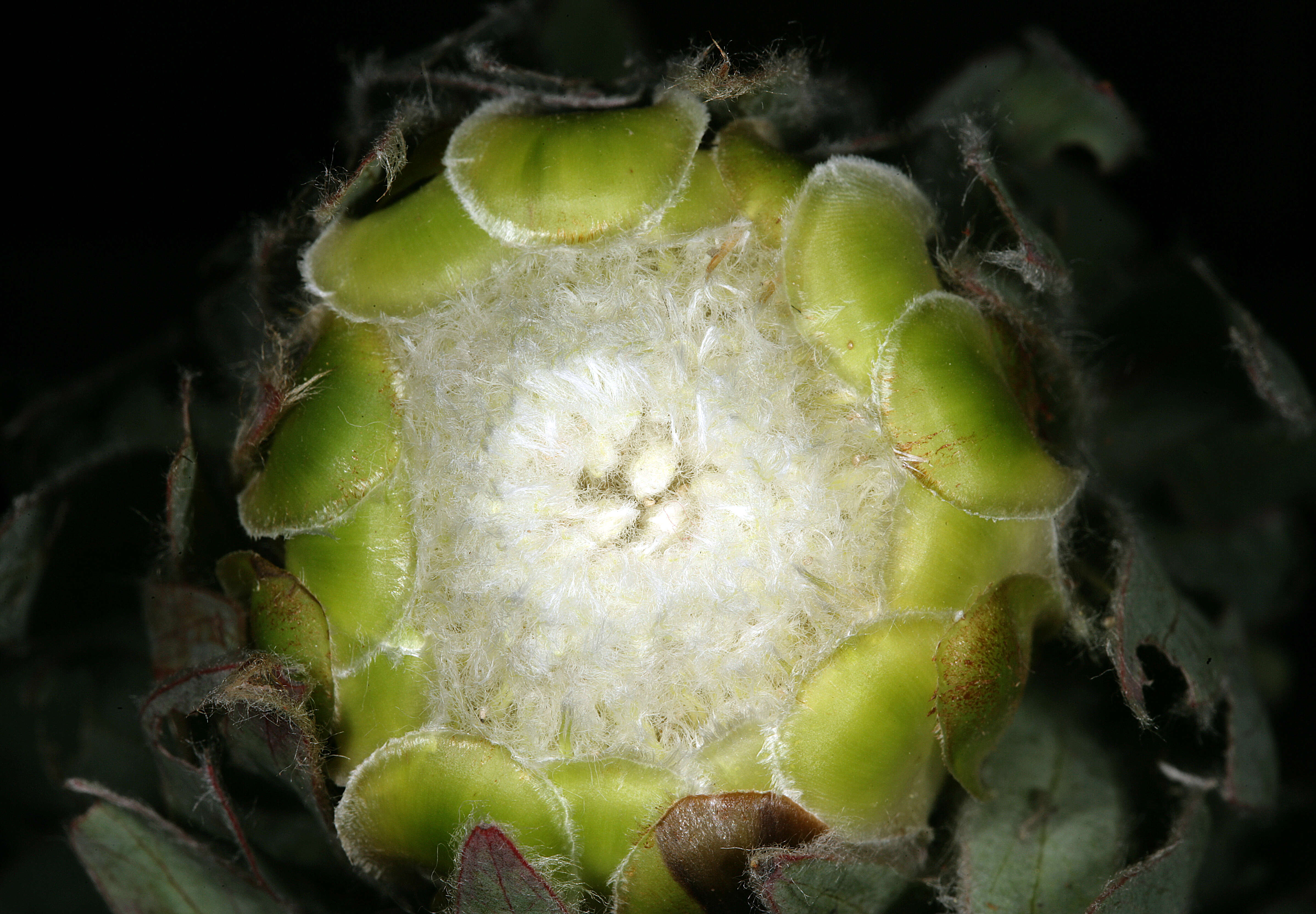 Plancia ëd Protea coronata Lam.