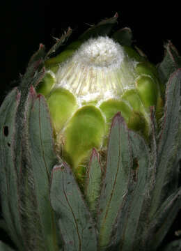 Imagem de Protea coronata Lam.