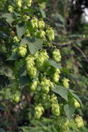 Image of common hop