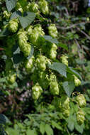 Image of common hop