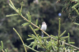 Image of Mountain Chiffchaff