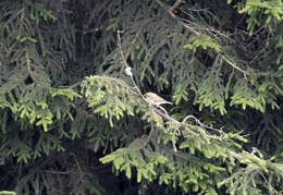 Image of Mountain Chiffchaff