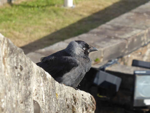 Image of Eurasian Jackdaw