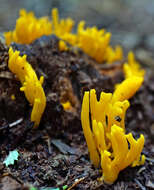 Imagem de Calocera viscosa (Pers.) Fr. 1821