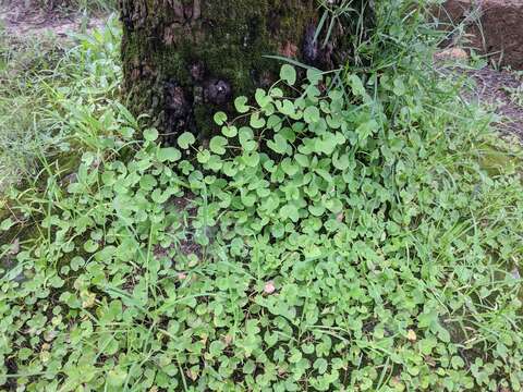 Слика од Centella asiatica (L.) Urb.