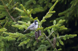 Image of Caucasian Spruce