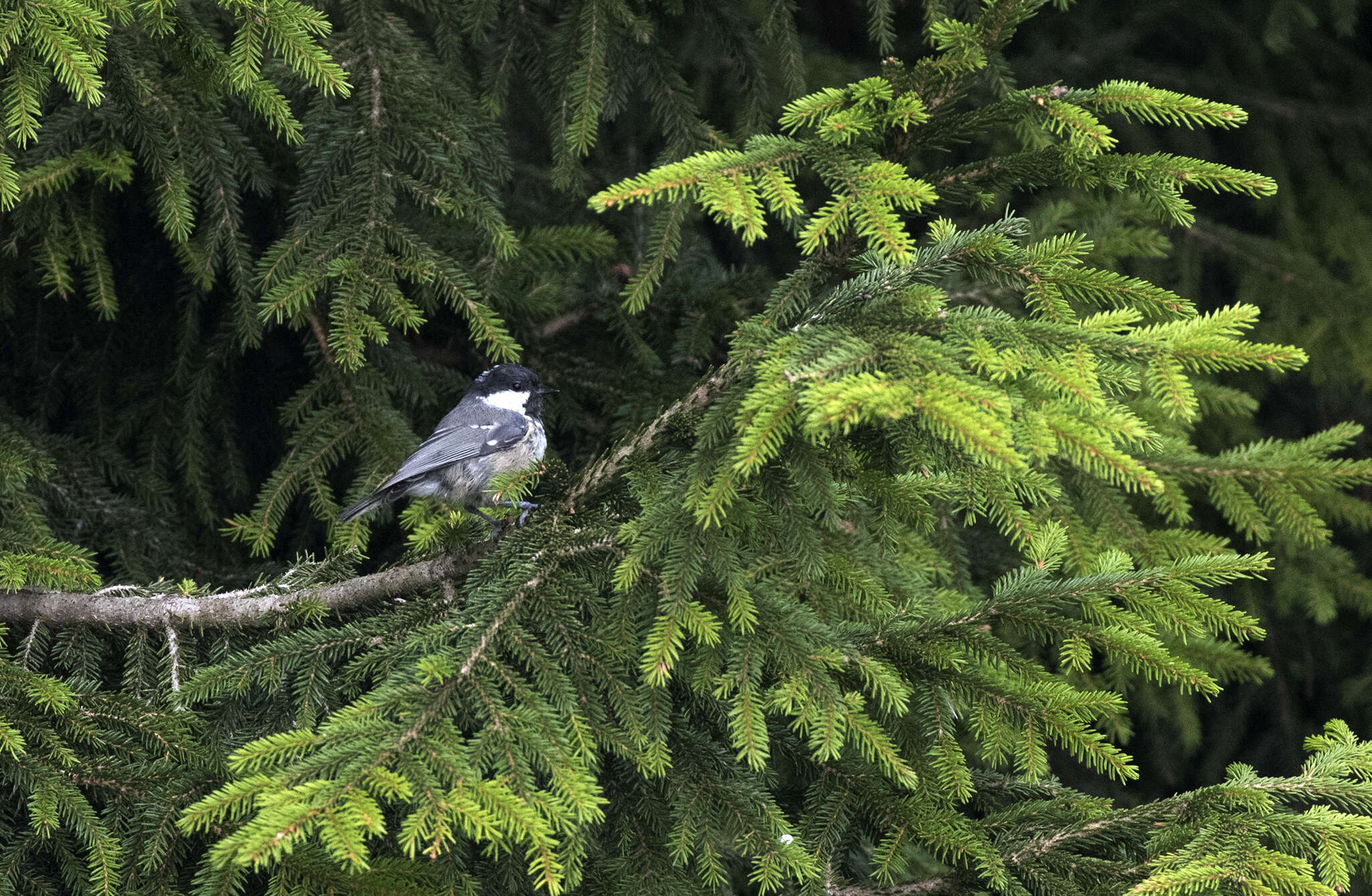 Image of Caucasian Spruce