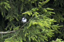 Image of Caucasian Spruce