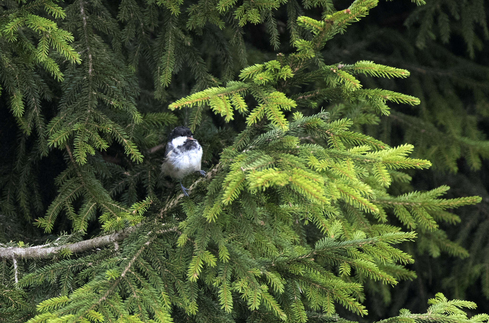 Image of Caucasian Spruce