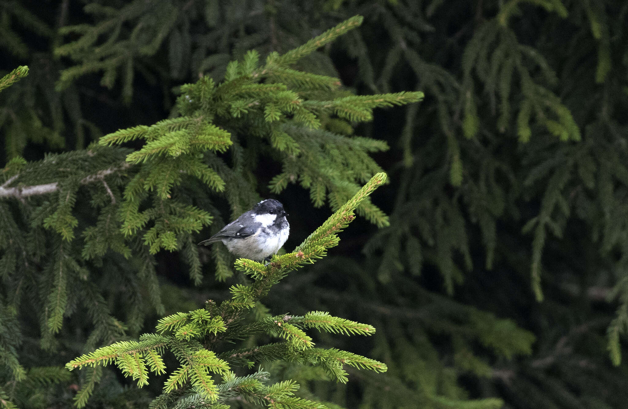 Image of Caucasian Spruce