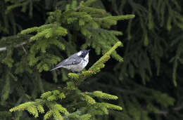 Image of Caucasian Spruce