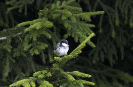 Image of Caucasian Spruce