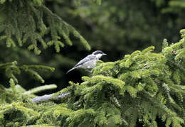 Image of Caucasian Spruce