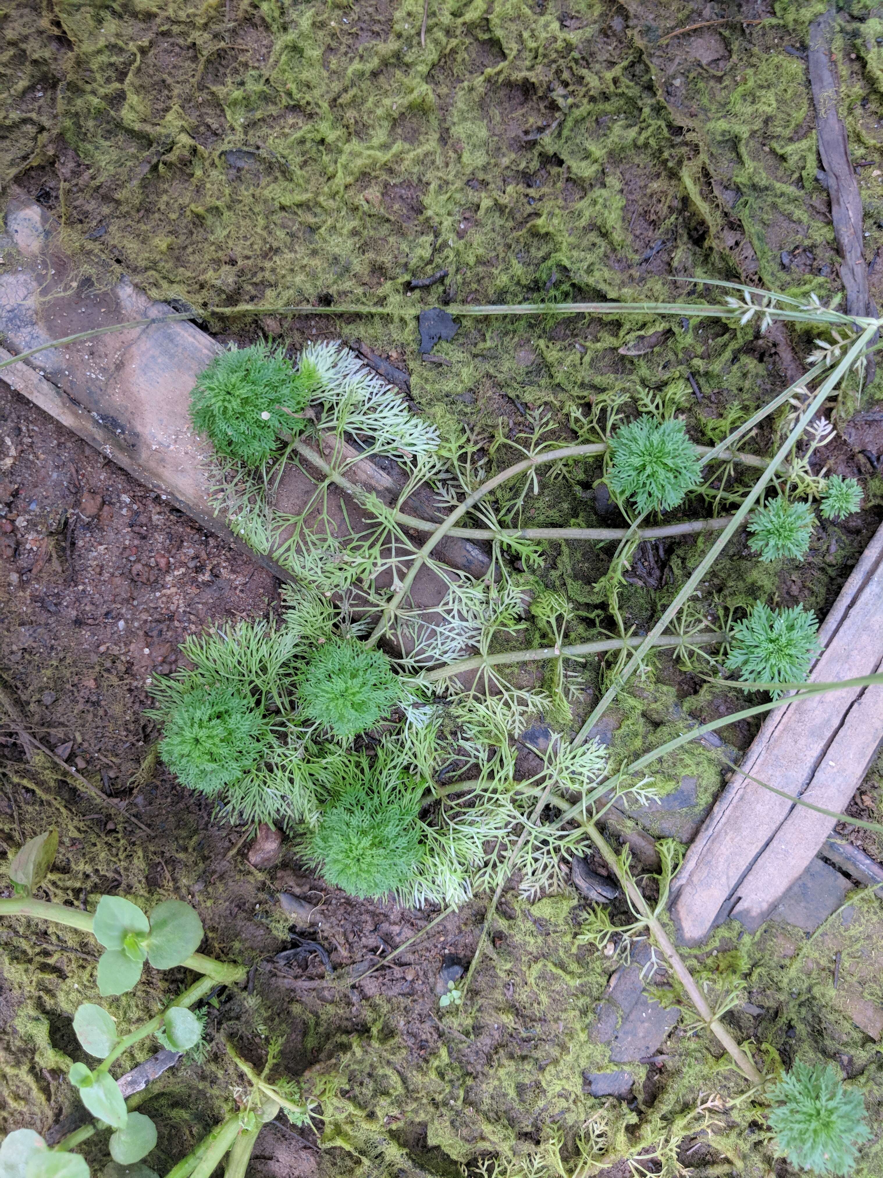 Image of Carolina fanwort