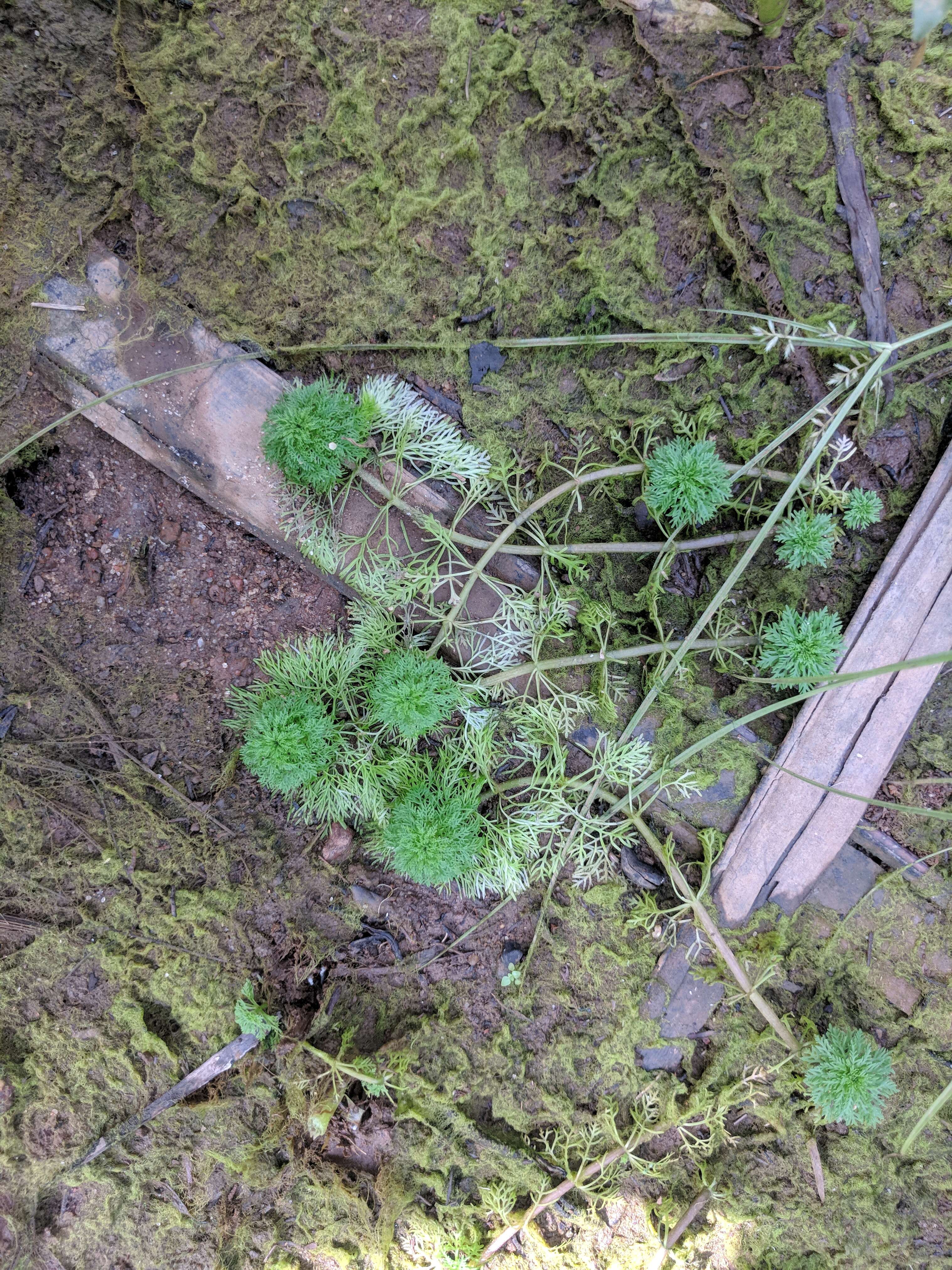 Image of Carolina fanwort