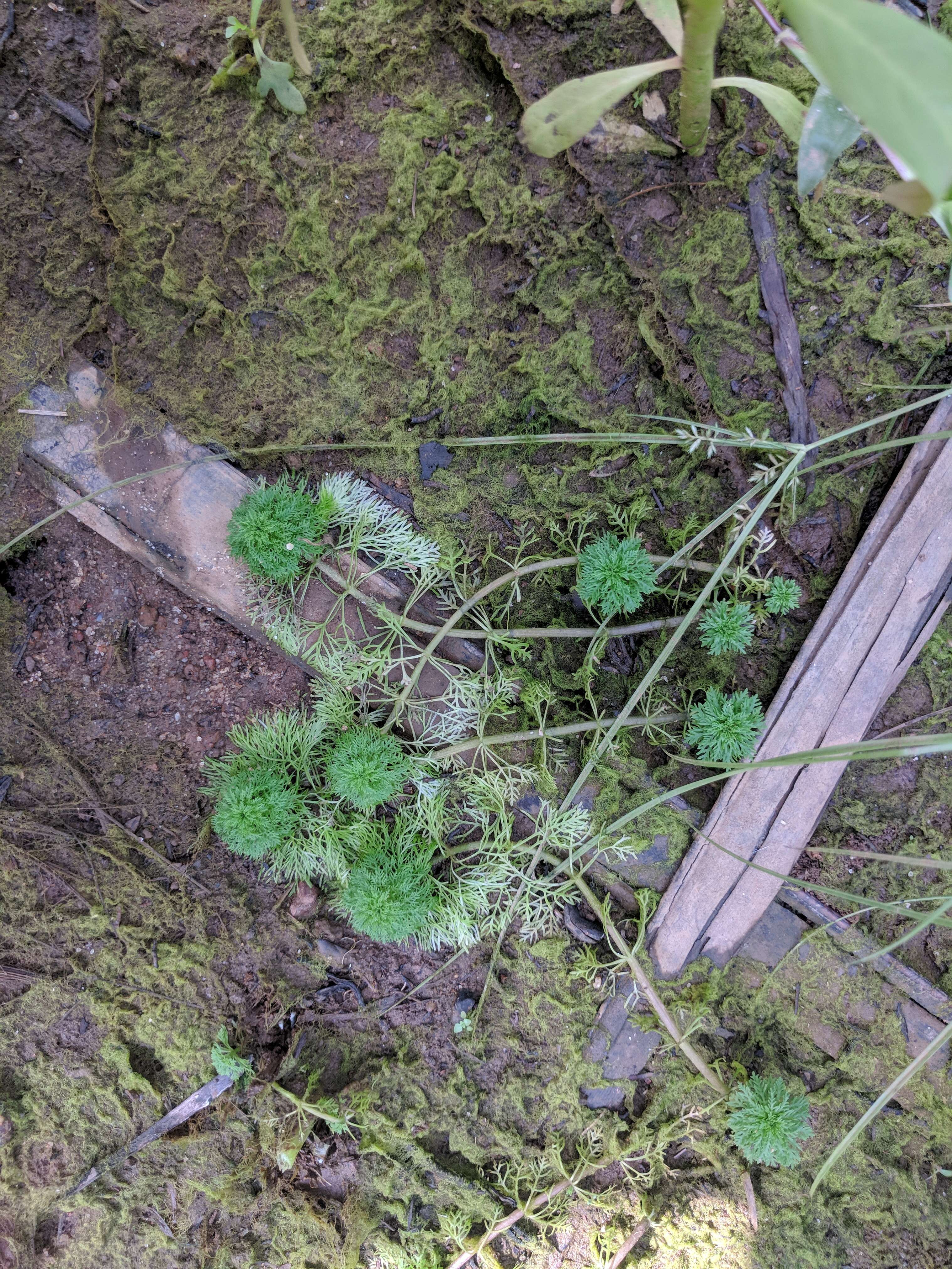 Image of Carolina fanwort