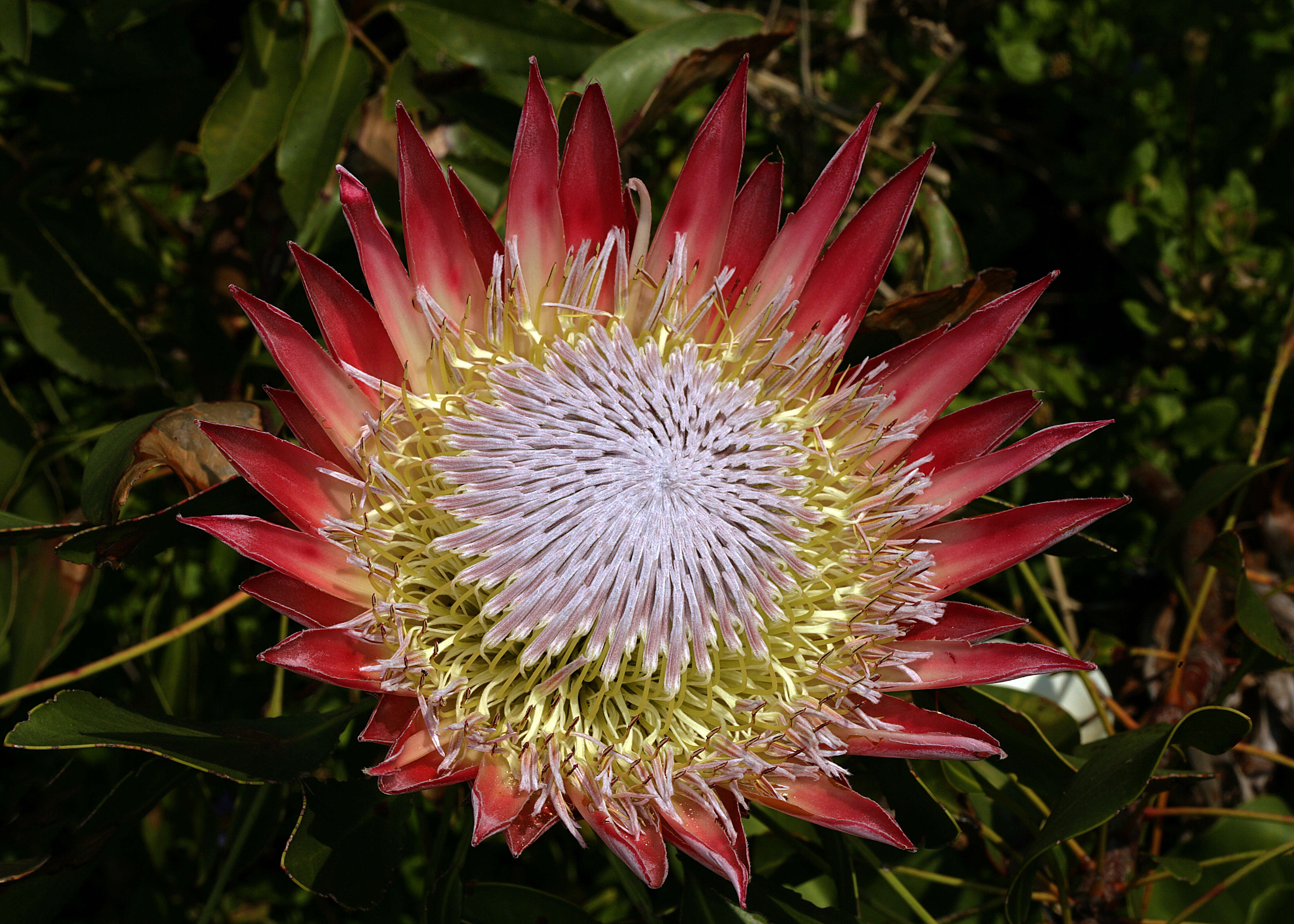 Imagem de Protea cynaroides (L.) L.